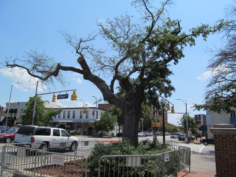 Man pleads guilty to poisoning Auburn trees | CNN
