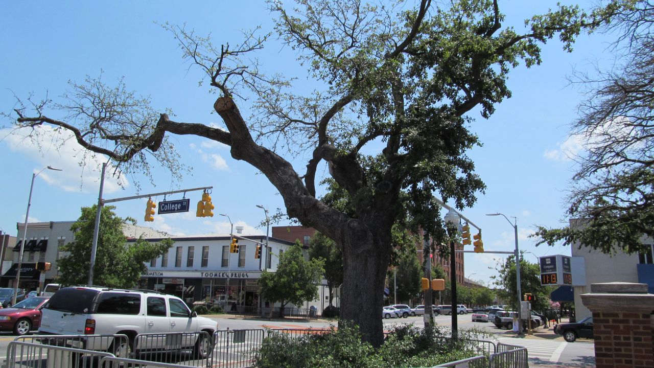 A tree at Toomer's Corner in Auburn, Alabama.