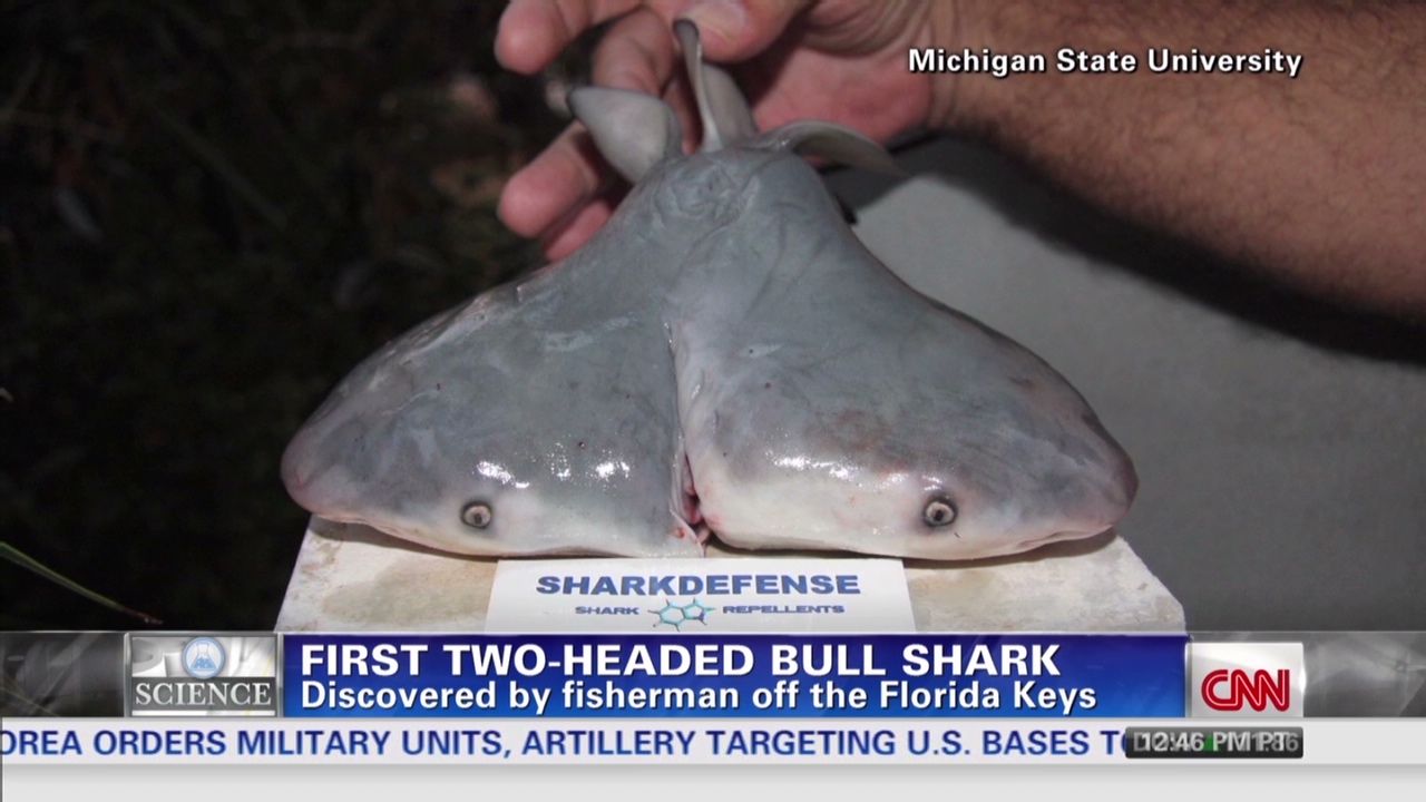 Rare two-headed baby shark dragged from ocean by fisherman leaves