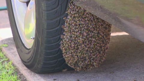 pkg womans truck swarmed by bees_00001221.jpg