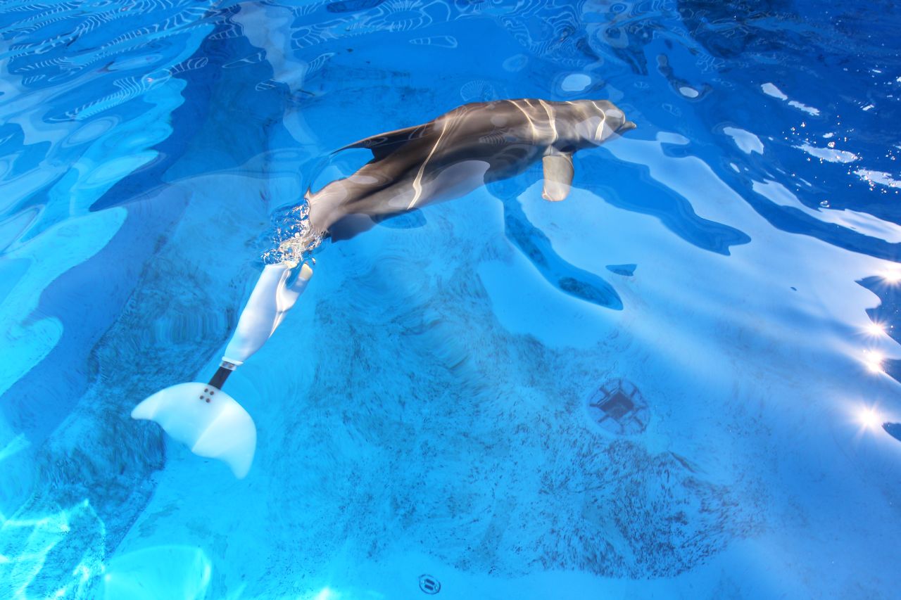 Atlantic bottlenose dolphin Winter, whose story inspired the movie "<a href="http://dolphintalemovie.warnerbros.com/dvd/index.html" target="_blank" target="_blank">Dolphin Tale</a>," swims with a prosthetic tail after her real one was lost in an accident.