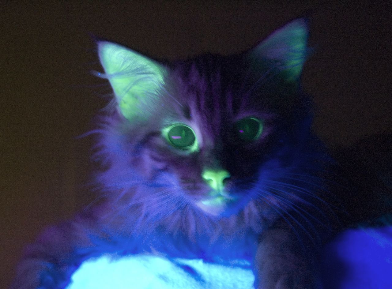 ... But when the lights are out, the cat glows under an ultraviolet light thanks to a fluorescence gene in his cells.