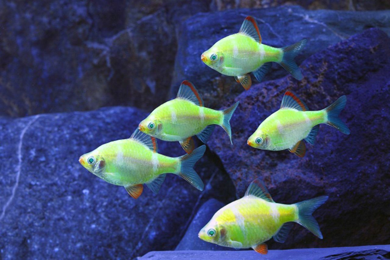 Advances in biotechnology allow scientists to modify animals in ways that nature did not intend. <a href="http://www.glofish.com/" target="_blank" target="_blank">GloFish</a> carry a fluorescence gene that makes them "glow" under a black light in a darkened room. 