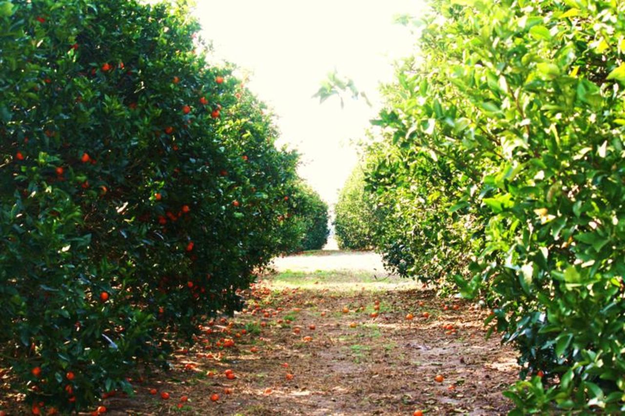 Pick your own oranges at Ridge Island Groves in Haines City.