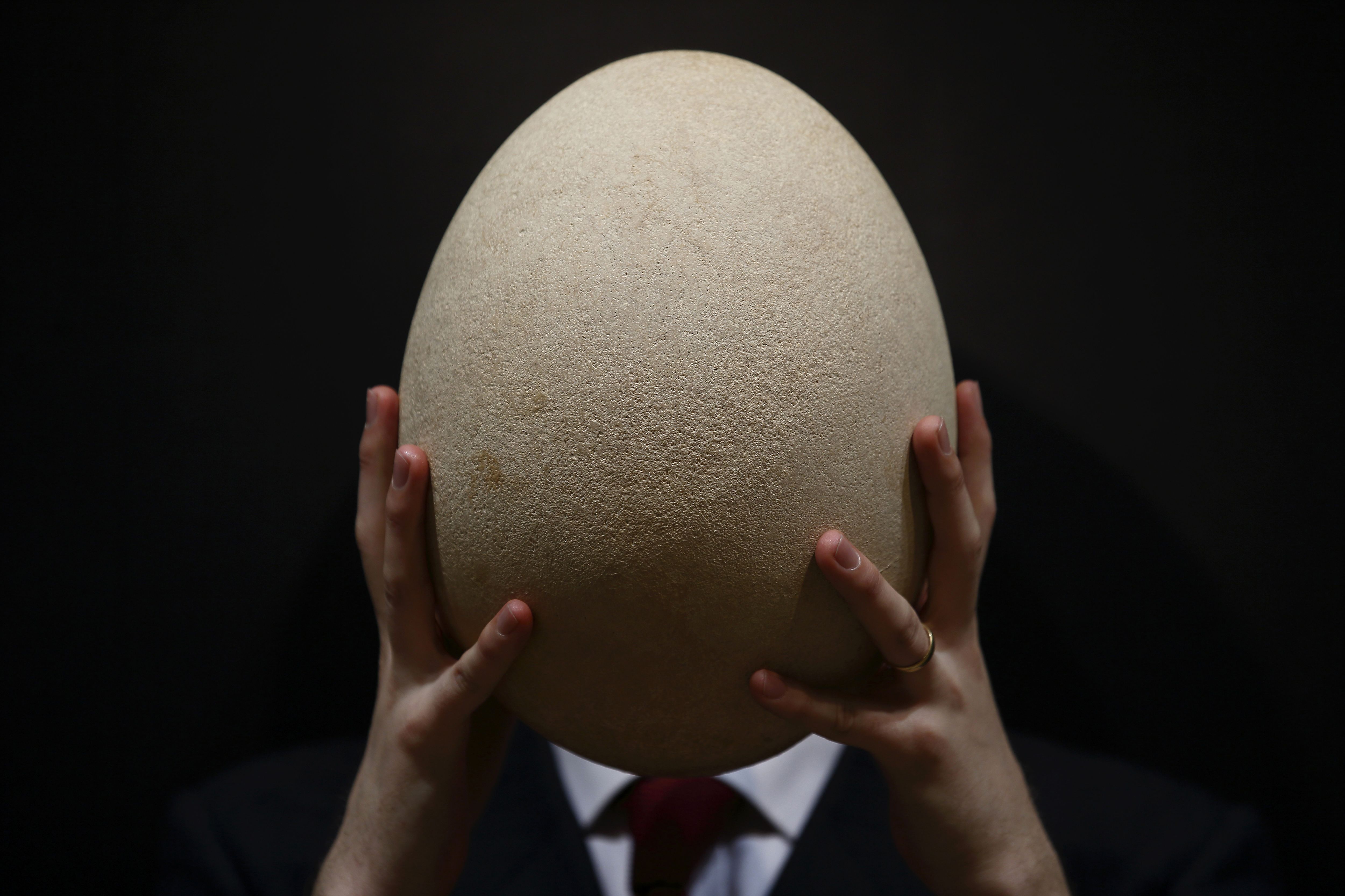 Apparently This Matters: Giant elephant bird egg