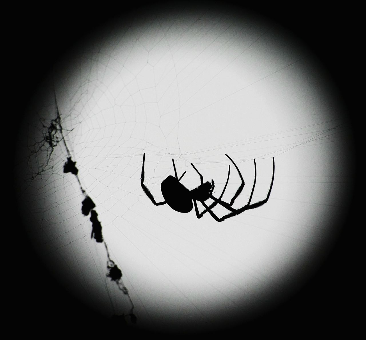 Spiders are also associated with Halloween imagery, thanks in part to their historic association with <a href="http://www.the-wisdom-of-wicca.com/halloween-symbols.html" target="_blank" target="_blank">ancient religions</a>. The myths surrounding gods and supernatural beings who can predict the future or plot fate are often associated with spinning, thread, weaving and spider webs. But after all, spiders can be scary -- some bite! -- and spooky imagery is part of the Halloween tradition.