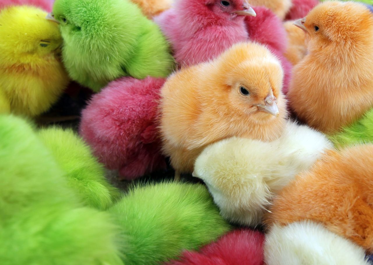 Chicks have long been part of Easter celebrations in many parts of the world. In Lebanon, where the chicks pictured here were found, people traditionally buy <a href="http://www.mnn.com/earth-matters/animals/stories/dyed-easter-chicks-create-controversy" target="_blank" target="_blank">colored chicks, dyed with food coloring while they are still in their eggs</a>. Many animal rights activists frown on the coloring, as well as buying chicks as pets for Easter. <a href="http://www.marthastewart.com/924409/bunnies-ducklings-and-chicks-easter-time" target="_blank" target="_blank">Chickens can make fantastic pets, but chicks are difficult to raise.</a>