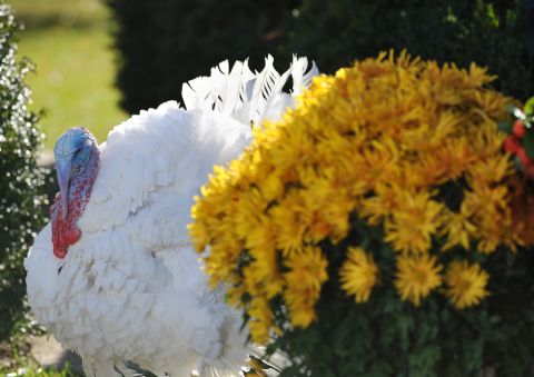 Cobbler, seen here, is one lucky Thanksgiving turkey. He was pardoned by President Barack Obama on November 21, 2012, at the White House, and avoided a roasty demise. The holiday is a unique American tradition that the turkey has come to represent: For Thanksgiving, 2011, people in the United States ate an estimated <a href="http://www.cnn.com/2012/11/21/living/thanksgiving-by-the-numbers" target="_blank">46 million turkeys</a>. Benjamin Franklin was <a href="http://www.thanksgiving-day.org/turkey.html" target="_blank" target="_blank">so enamored of turkeys</a> that he suggested it represent the country as the national bird -- but the rest of the founding fathers preferred the bald eagle.