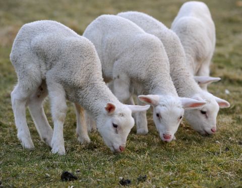 Lambs are associated with the resurrection of Jesus Christ and often the Christian faithful, but have old testament significance from the Exodus story. <a href="http://www.history.com/news/hungry-history/easter-foods-from-lamb-to-eggs" target="_blank" target="_blank">Jews and Christians often eat lamb while celebrating Passover and Easter</a>, respectively. <a href="http://annhetzelgunkel.com/easter/eastfood.html" target="_blank" target="_blank">Polish Easter tradition</a> includes sweets shaped like lambs, including sugar lambs and cake that's decorated to look like a lamb.