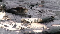 sotvo ar exxon pipeline oil spill _00002018.jpg