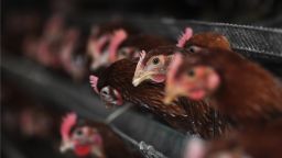 Chickens are seen in a chicken farm in Zouping, east China's Shandong province on April 1, 2013. Shanghai is stepping up monitoring after a new strain of bird flu killed two people, state media said on April 1.