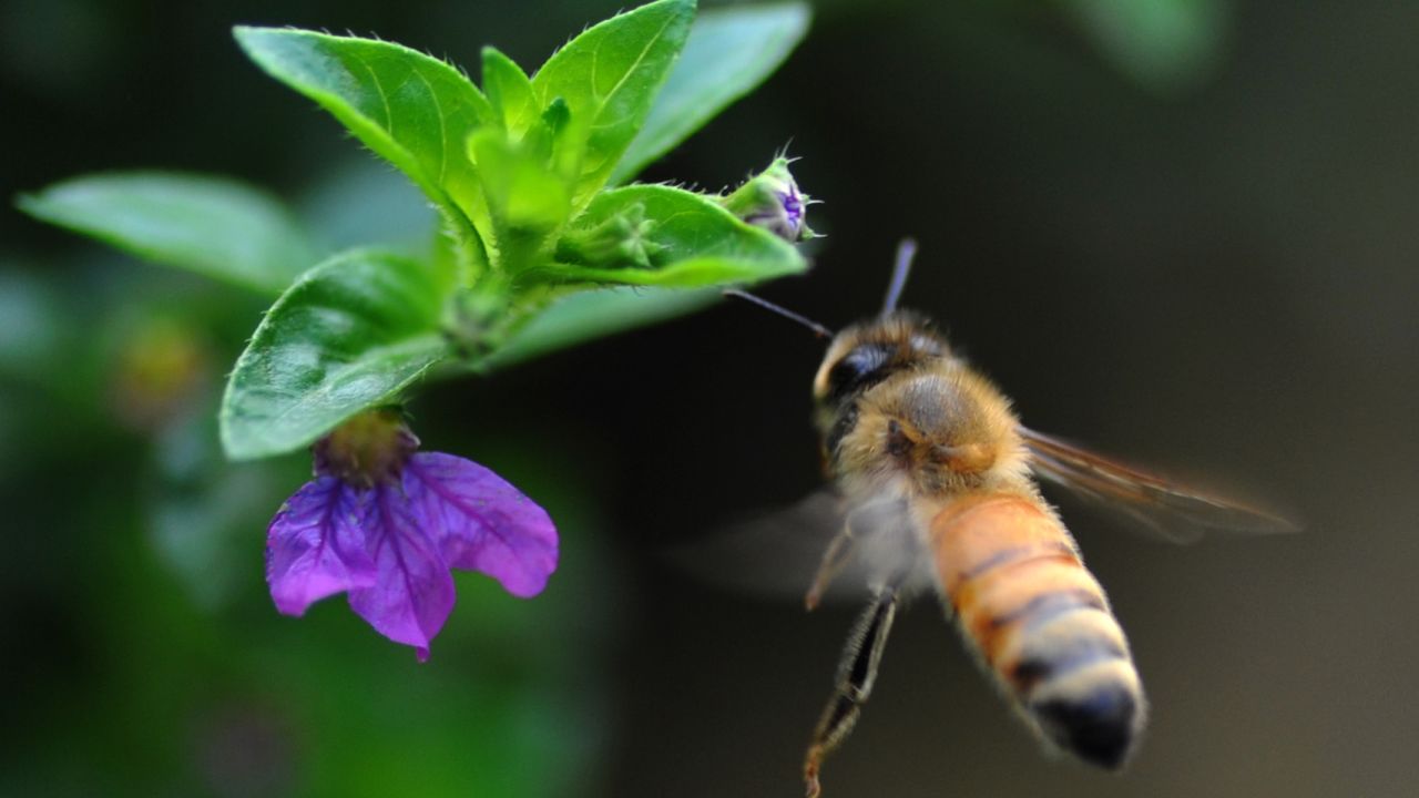 honeybee flower