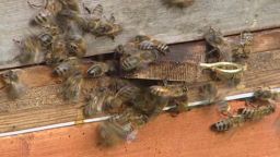 pkg oakley honey bee crisis_00003610.jpg