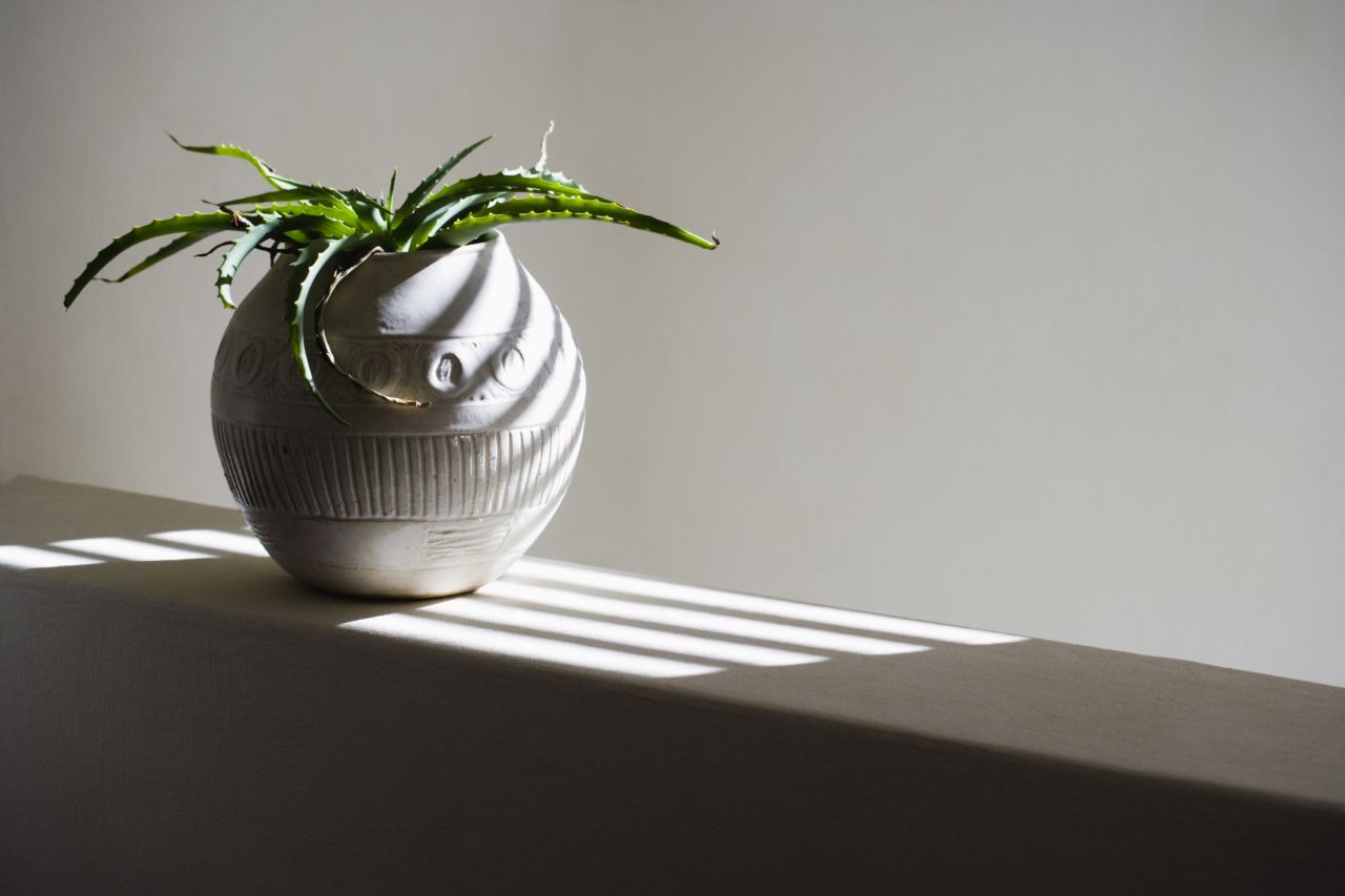 Aloe has anti-inflammatory and anesthetic properties, so it's great for the pain associated with burns and poison ivy.