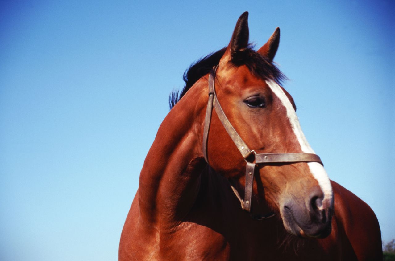 In February 2013, unadvertised horse meat showed up in Europe's food system -- including in IKEA meatballs -- leading many to wonder what inspection lapses had allowed this to happen. In the United States, aspiring slaughterhouse owners lobbied at the state level to allow horses -- which are usually shipped to Mexico and Canada -- to be processed in their facilities. Operations may commence as soon as early January.