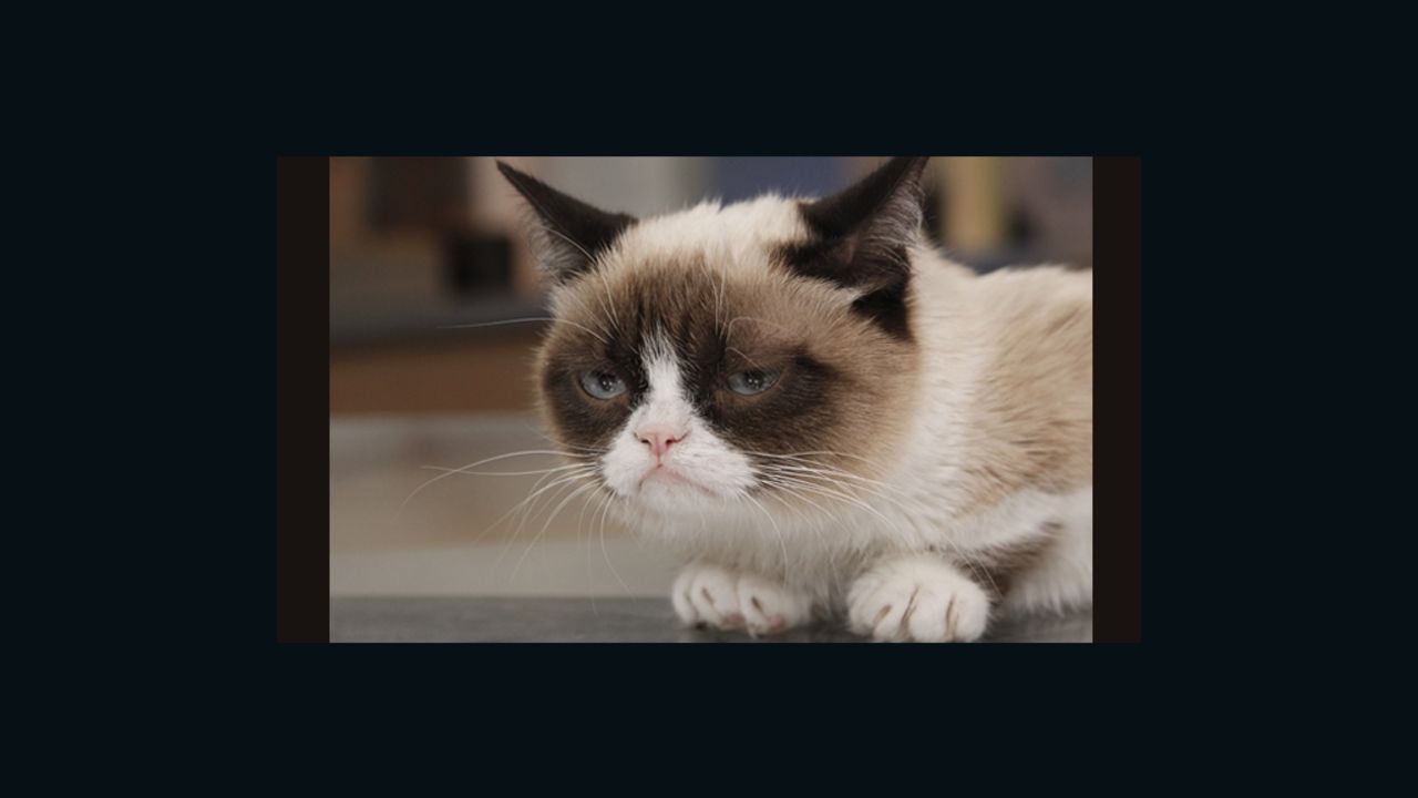 Users can share their own photos or ones from the Web, like this shot of Grumpy Cat.