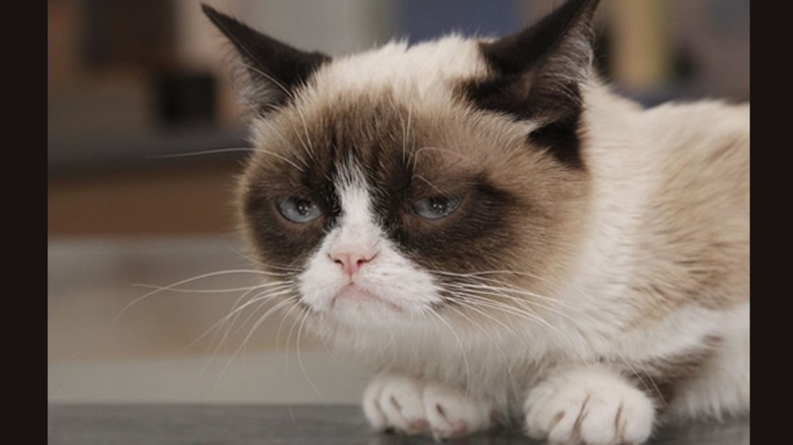 Users can share their own photos or ones from the Web, like this shot of Grumpy Cat.