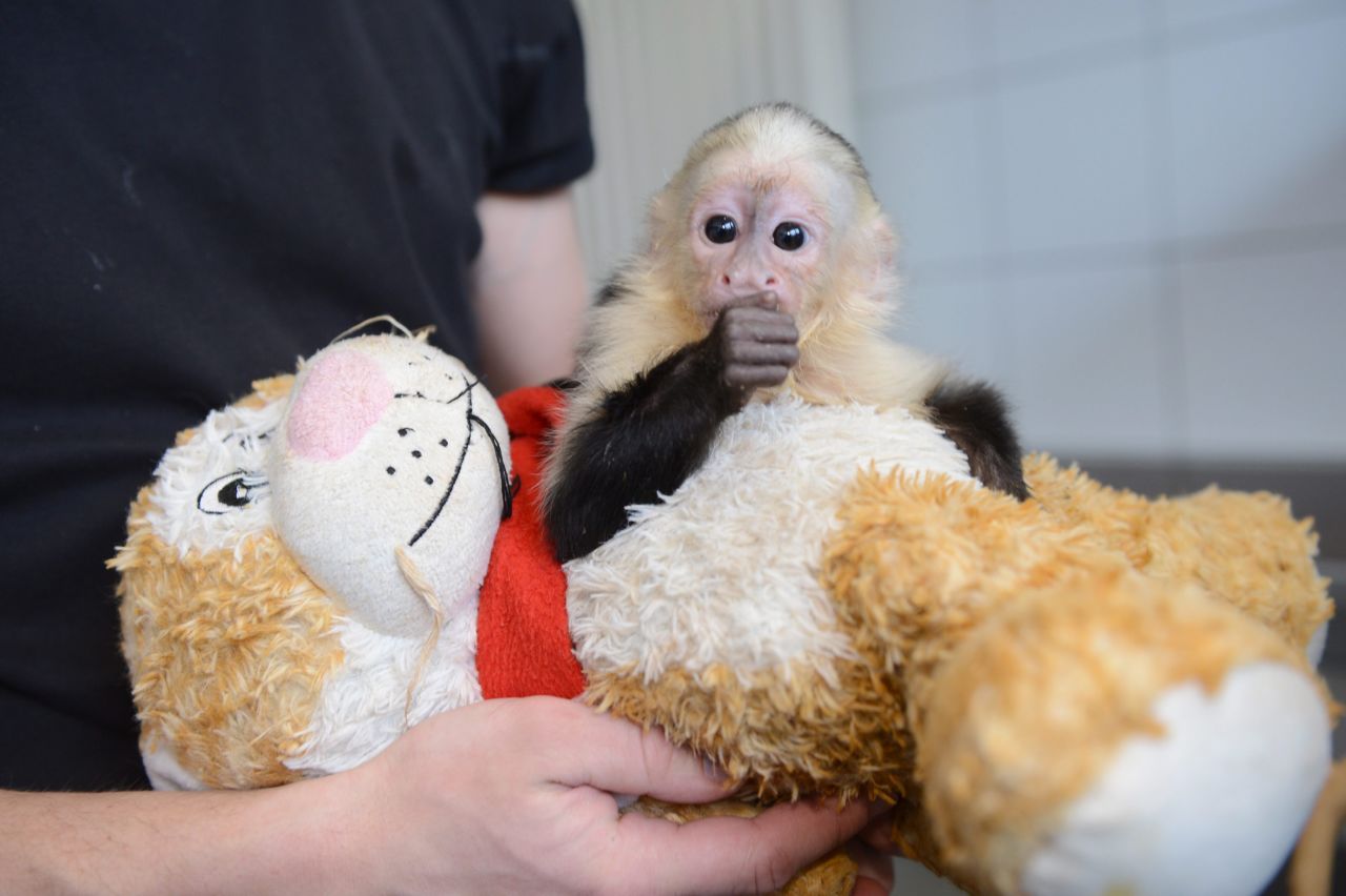 Bieber perdió su mono mascota, Mally, cuando el capuchino fue incautado por los oficiales de aduanas en Alemania a finales de marzo. En la foto, Mally estaba de cuarentena en el refugio de animales Munich-Riem de Múnich.
