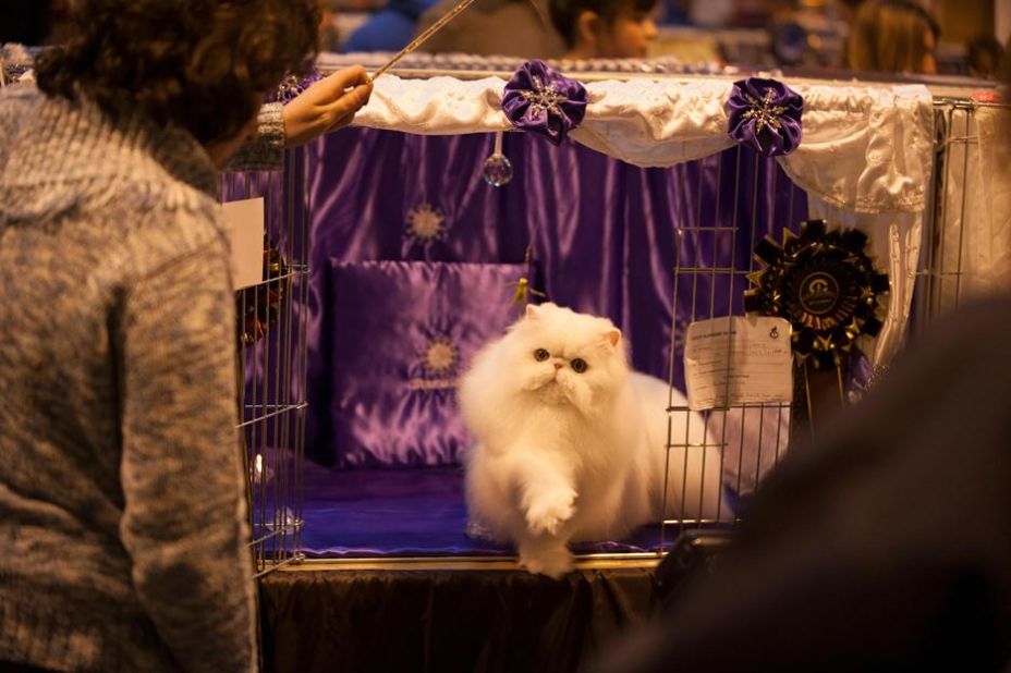 The United Kingdom's largest and most prestigious cat show is held each November near Birmingham.