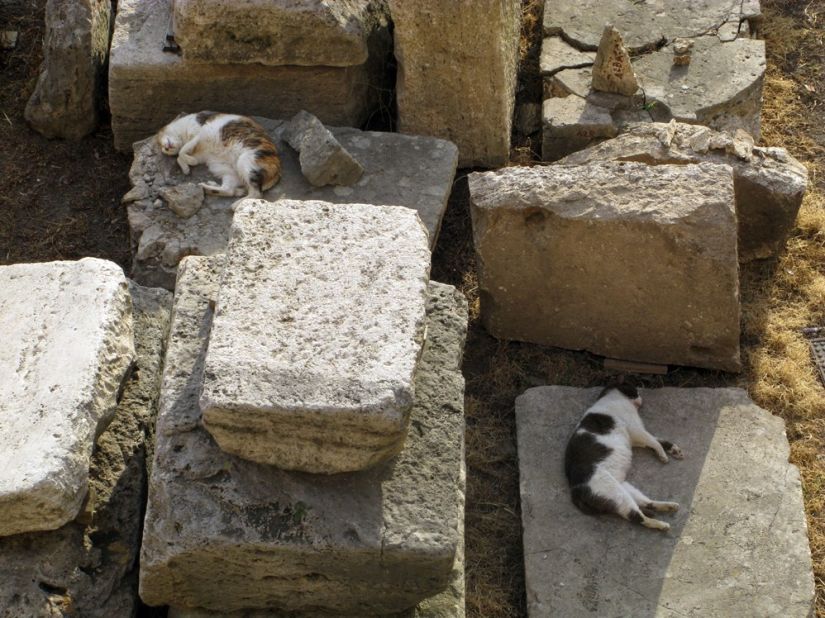 The Torre Argentina Cat Sanctuary in Rome works to help the city's abandoned cats and welcomes volunteers. 