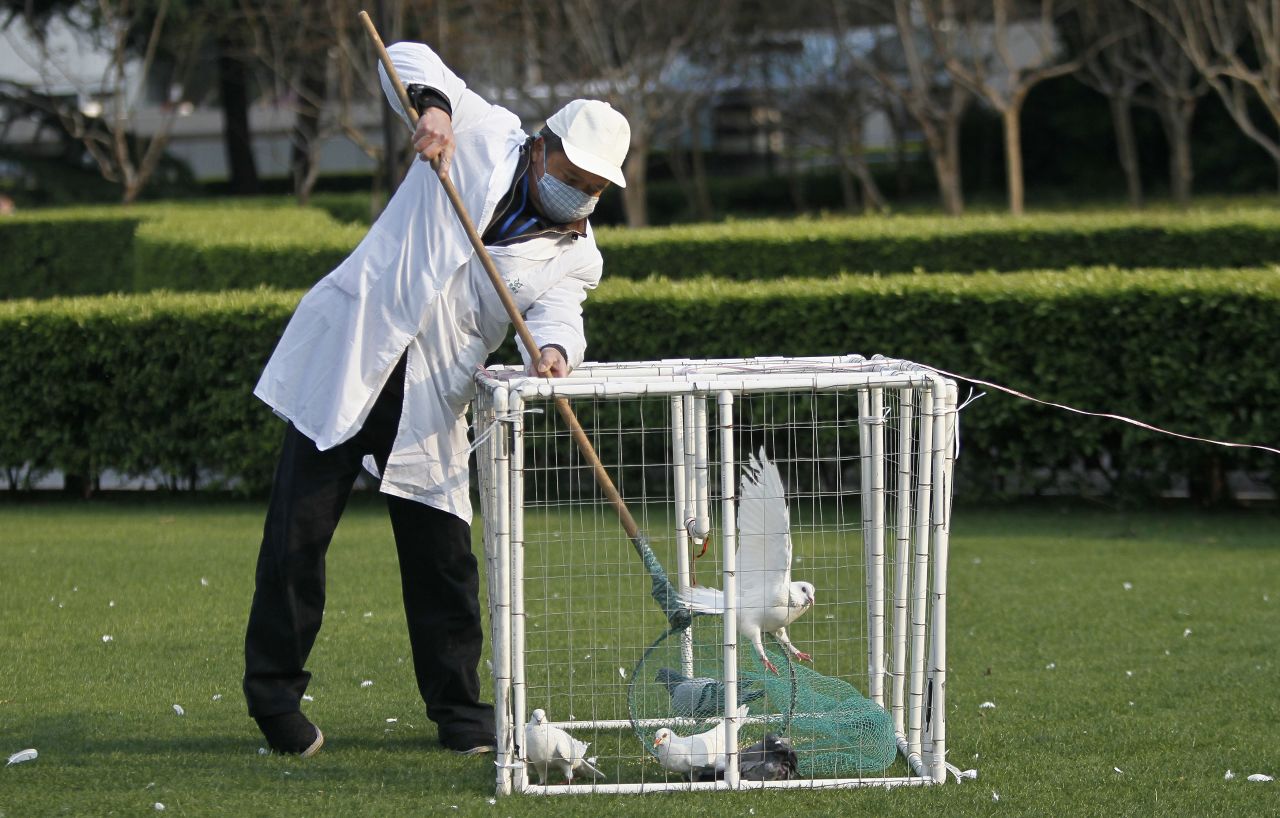 A public park worker places a dove in a cage in Shanghai on April 6.