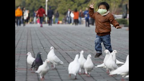 A boy looks at pigeons at a public park in People's Square in Shanghaion on April 6. Health authorities in China said on Saturday that the country's 16 confirmed H7N9 bird flu cases were isolated and showed no sign that it is transmitted from human to human, Xinhua News Agency reported.