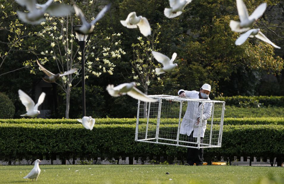 A public park staff carries a cage to catch pigeons at a public area in People's Square, downtown Shanghai on Saturday, April 6. Shanghai municipal government has ordered workers to remove pigeons from public area to prevent the spread of H7N9 bird flu to humans, local media reported.