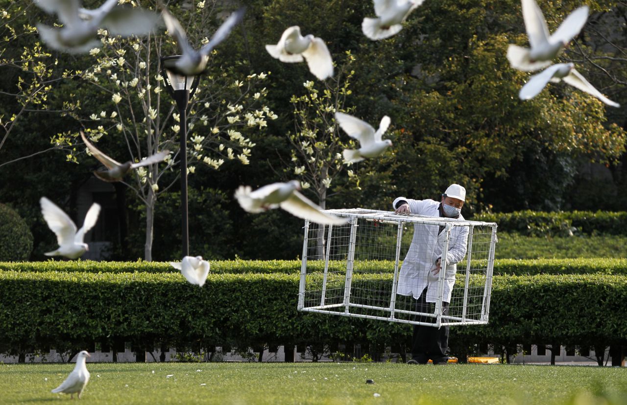 A public park staff carries a cage to catch pigeons at a public area in People's Square, downtown Shanghai on Saturday, April 6. Shanghai municipal government has ordered workers to remove pigeons from public area to prevent the spread of H7N9 bird flu to humans, local media reported.