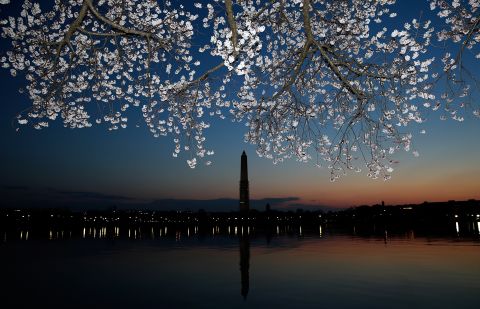 Cherry blossoms bloom in Washington on Monday, April 8. A colder-than-normal March and chilly April delayed the beginning of the cherry blossom season. Peak bloom was originally predicted between March 26 and March 30. 