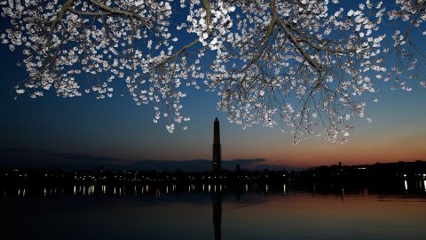 Cherry blossoms bloom in Washington on Monday, April 8. A colder-than-normal March and chilly April delayed the beginning of the cherry blossom season. Peak bloom was originally predicted between March 26 and March 30.