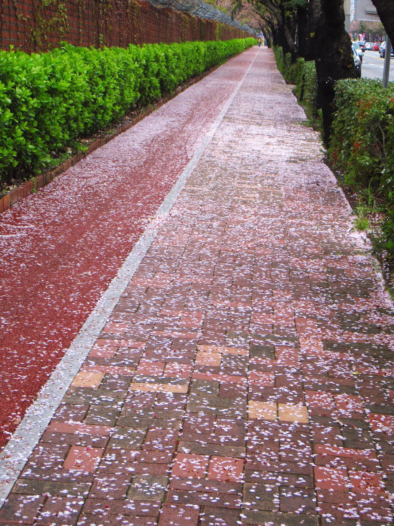 Even the slightest of breezes lead to cherry blossom petal showers that beautify paths and roads.
