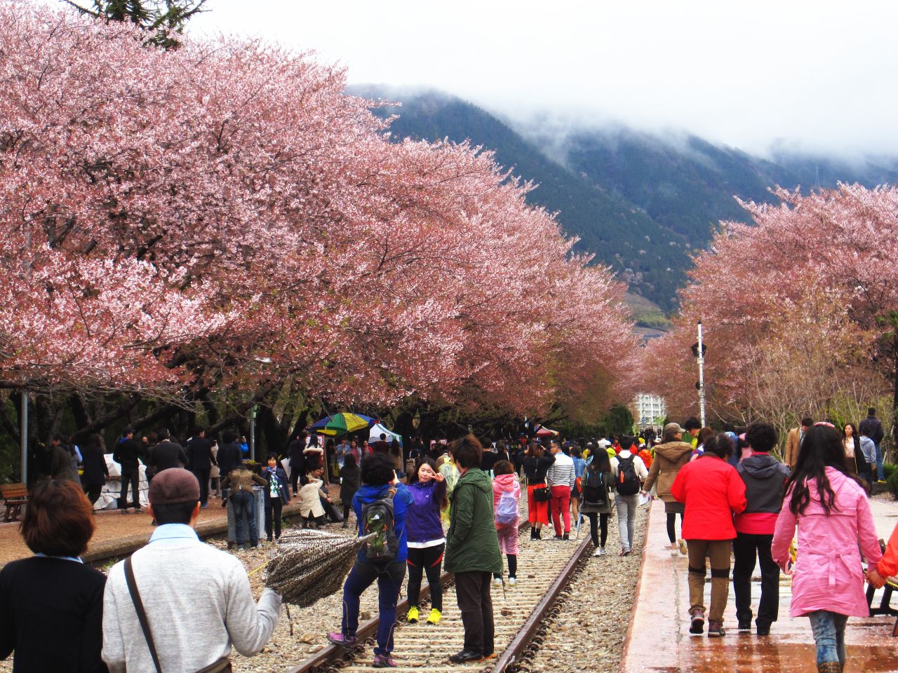 Some 340,000 trees line Jinhae's streets, rivers and train tracks, and dot surrounding mountainsides. The annual Jinhae Cherry Blossom Festival wraps up this week.