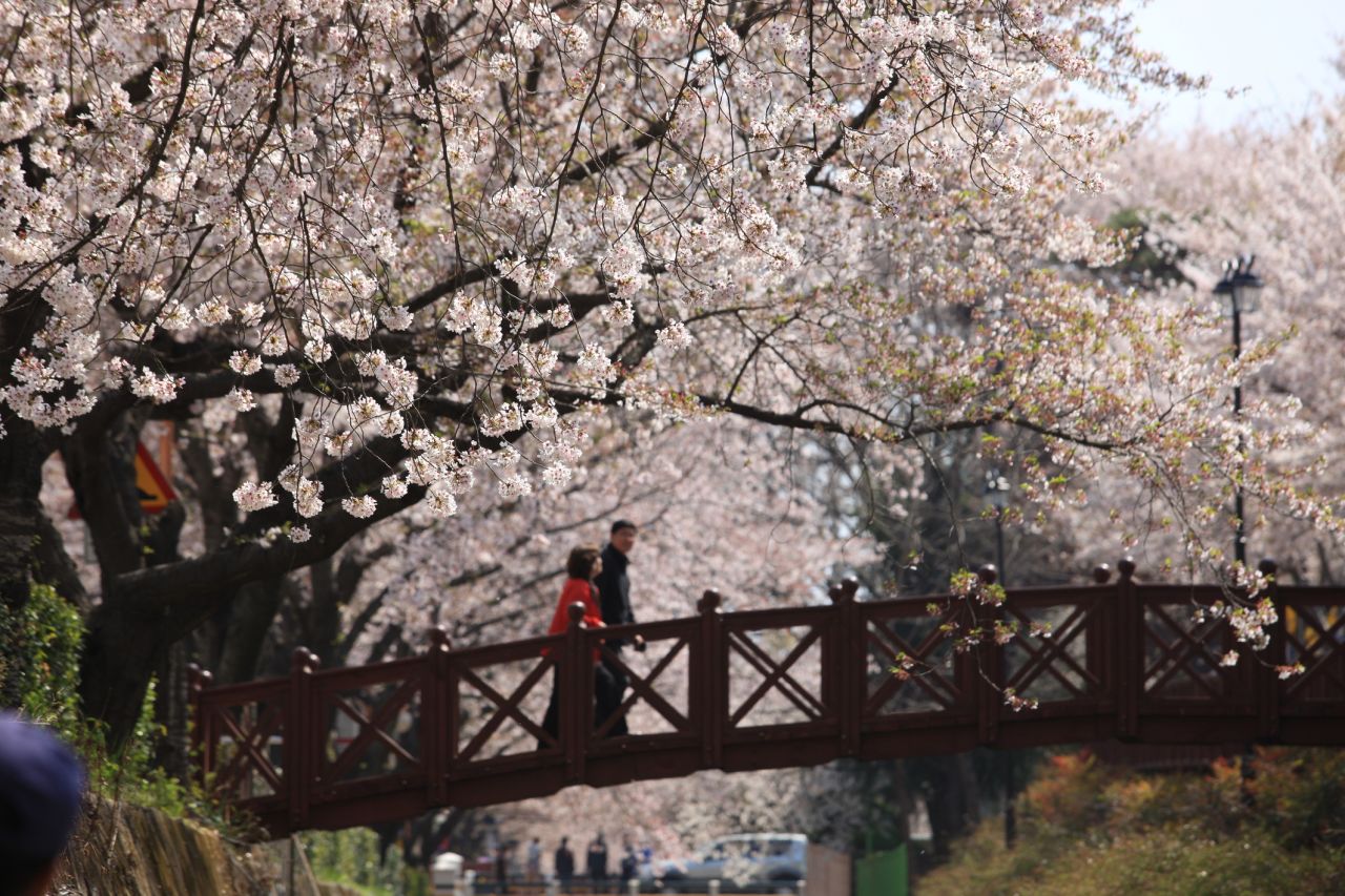 Perhaps this Jinhae bridge should be added to lists of world's most romantic spots. 