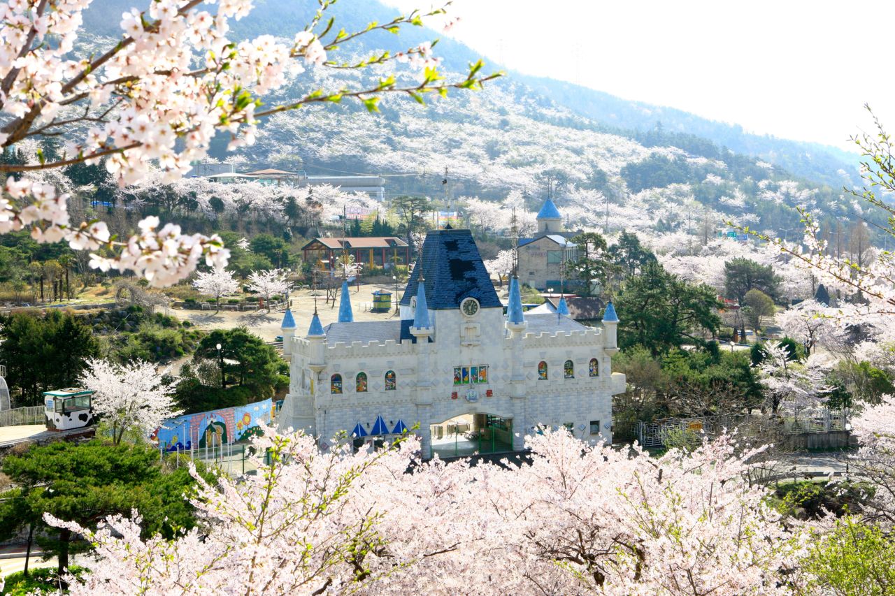 Jinhae's cherry blossom festival began in 1952. 