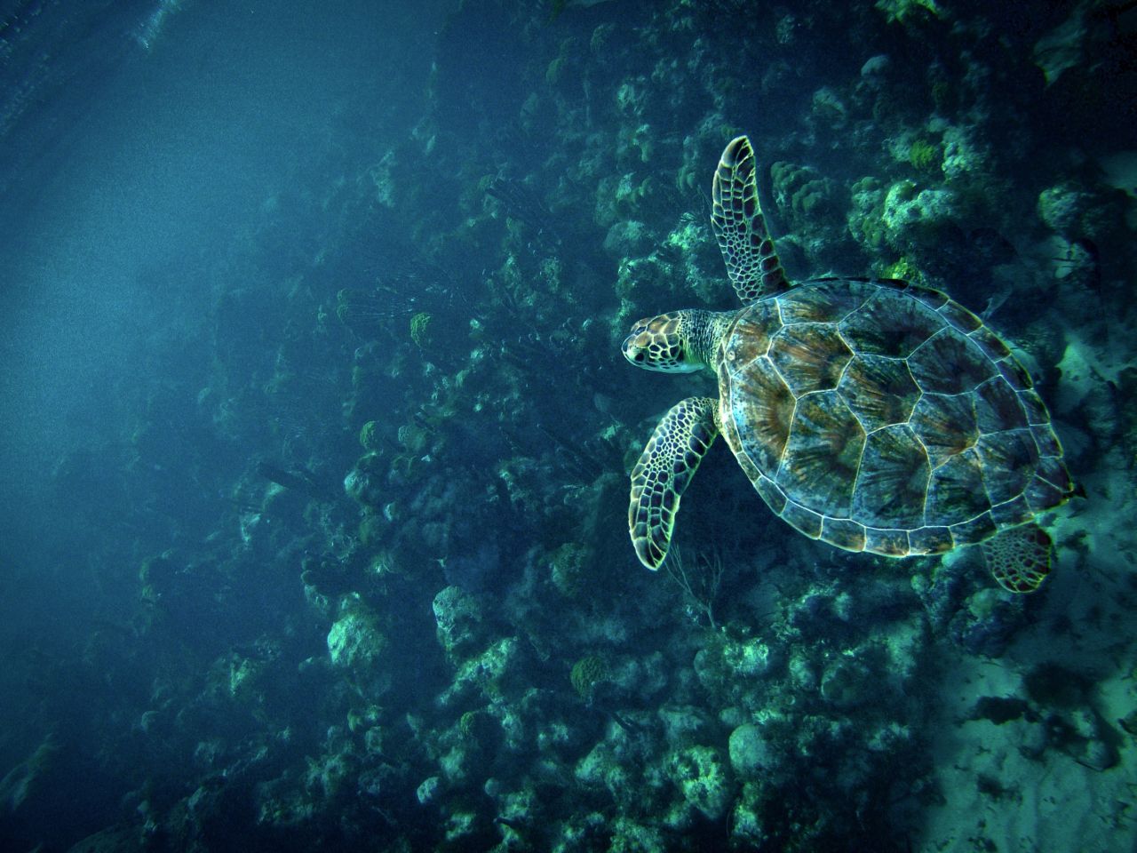 Daniel Surette fotografió a una tortuga en un arrecife de coral en la isla de Providenciales, en Turcas y Caicos. "Siempre y cuando no me acercara demasiado, me dejaba seguirla durante un rato". 