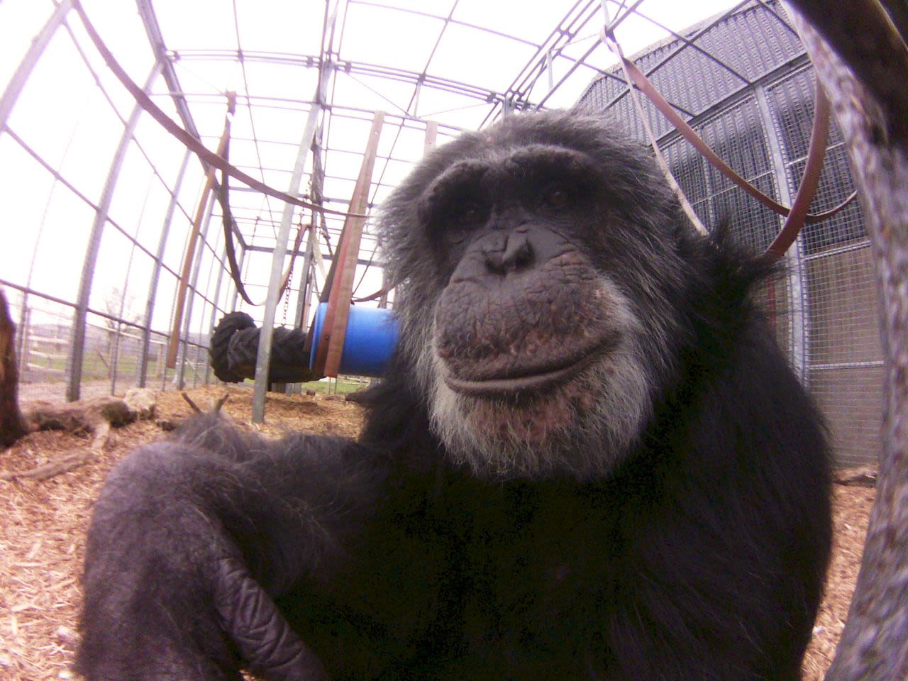 A posing primate as captured with the Little Cyclops camera. Dash raised the money for producing the camera through crowd-funding website <a href="http://www.indiegogo.com/projects/world-s-first-digital-lofi-fisheye" target="_blank" target="_blank">Indiegogo</a>. Only 1,000 will be made in the first run and sold for a price of $100 each.