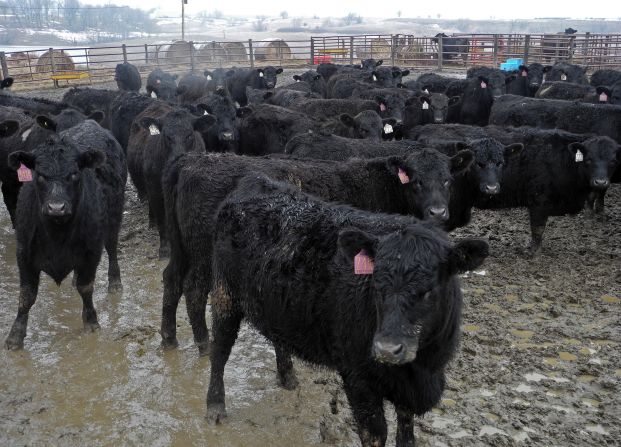 The course was closed during World War Two with cattle and turkeys taking over residence as farming took precedence. From 1943 until late 1944, animals ran wild with the produce being sold to local residents. The course was reopened in 1946 after being reconstructed with the help of German prisoners of war.