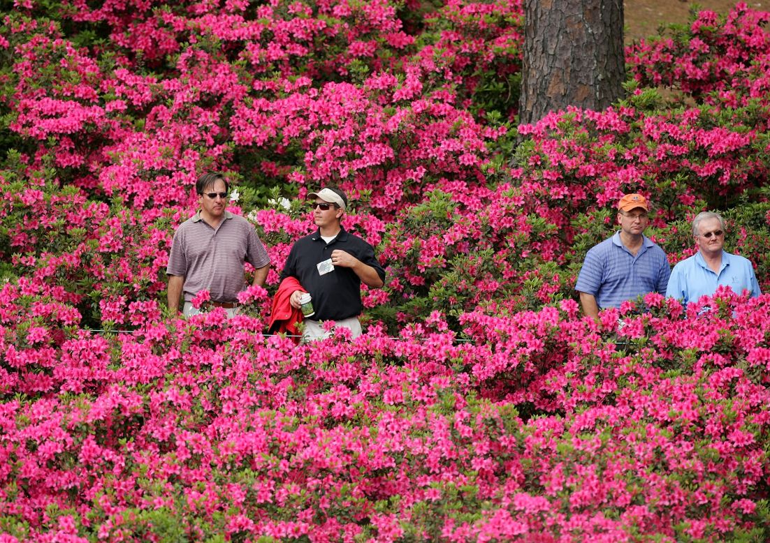 The Azaleas are back in full bloom after last year's cold snap. Each hole on the course is named after a plant or shrub, while the 61 large Magnolia trees still stand proud either side of the path leading from the entrance to the clubhouse.