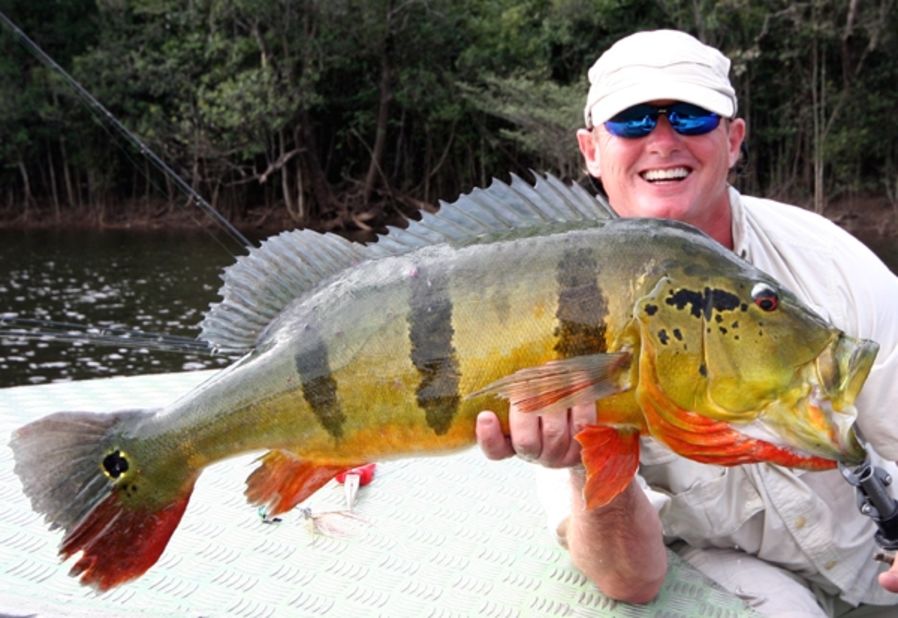 Townson shows off one of the most ferocious freshwater fishes in the world -- and the prey of his Amazon River expedition -- the peacock bass. "Three of the last world-record biggest peacock bass have come from here," he said. 