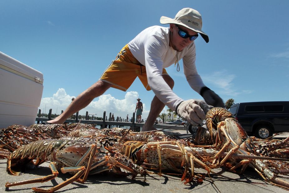 CNN takes a look at the top five fishing expeditions from across the world. Here, a fisherman gets up close and personal with some lobsters, otherwise known as the "black gold" of the sea for their prized -- and elusive -- flesh.