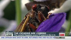 lead dnt mcpike cicadas are back_00022710.jpg
