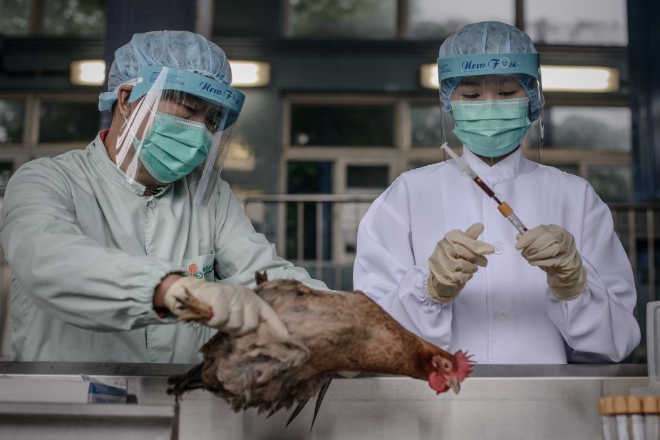 Officials in Hong Kong test poultry at the border with mainland China on April 11 as authorities step up measures against the spread of the deadly H7N9 bird flu.