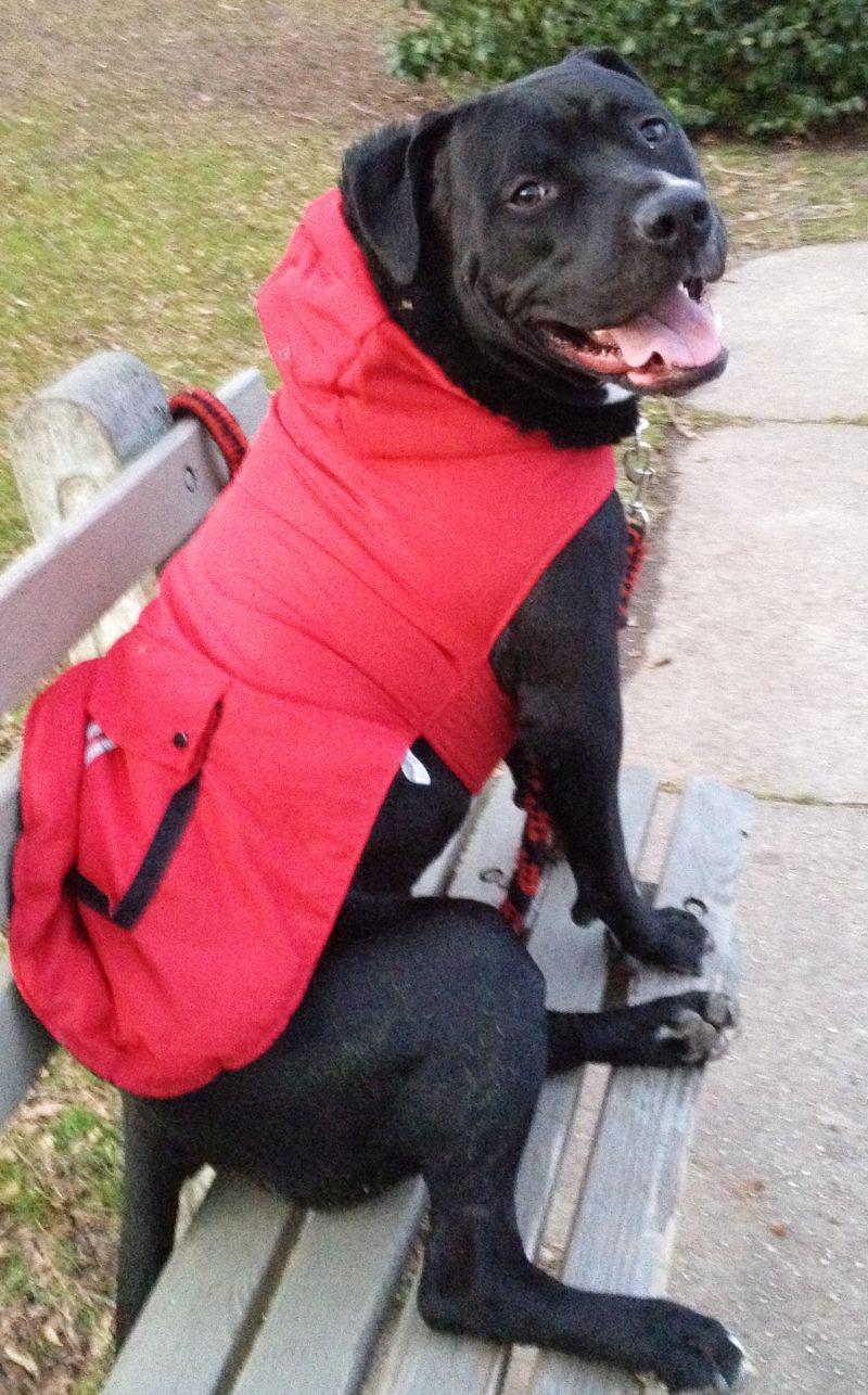 staffy fancy dress