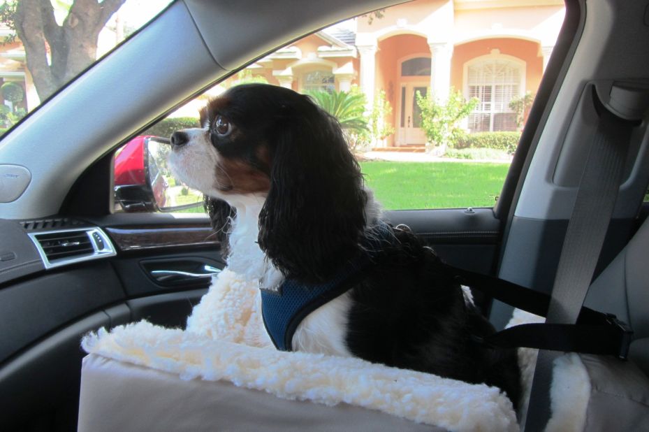 Debbie Bornstein from Florida bought a car seat for her Cavalier King Charles spaniel, Samson, who wanted to sit on her lap while she was driving. Now he has his own cushy seat, high enough to give him an excellent view. 