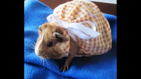 Brittany Anderson of Minnesota grew up sharing her breakfast with hamsters. Now she spoils her three guinea pigs, including Honey Boo Boo, pictured here wearing one of her many dresses. 