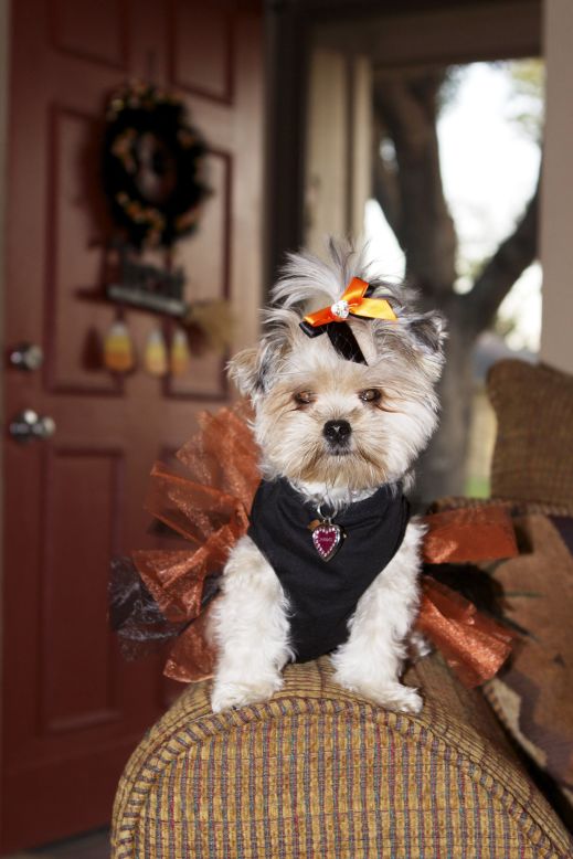 Layla Torkzadeh's 4-pound Yorkie-Shih Tzu mix, Paisley, goes everywhere with Layla and gets her nails painted during "pawdicures."