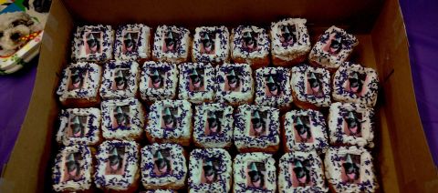 When Keely, a border collie mix, celebrated her first birthday on February 26, her owner, Amy Mourhess, threw a party. She served doughnuts with a picture of Keely wearing a party hat on them.  