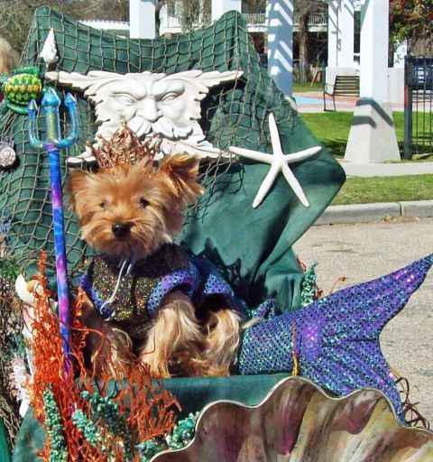 Meet Nickie, also known as King Neptune. Diane Deeward of Michigan went all out for the Mardi Paws parade in Mandeville, Louisiana, in March for her dogs, Nickie and Melody. The parade's theme was "Doggone Wet."  