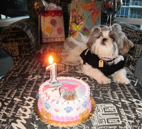 San Diego resident Shila Hooshmand celebrated Ruffle's first birthday in a big way.  "It's the closest thing I have to a child thus far," Hooshmand said. 