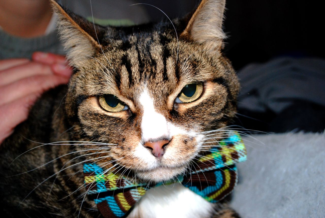 With three dogs and three cats, pampering keeps Jes Hand and Donna Troka of Atlanta busy. Here one of their cats, Horace, is looking dapper.